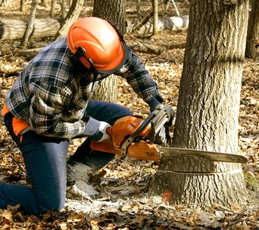 Tree Removal in Kramer, ND